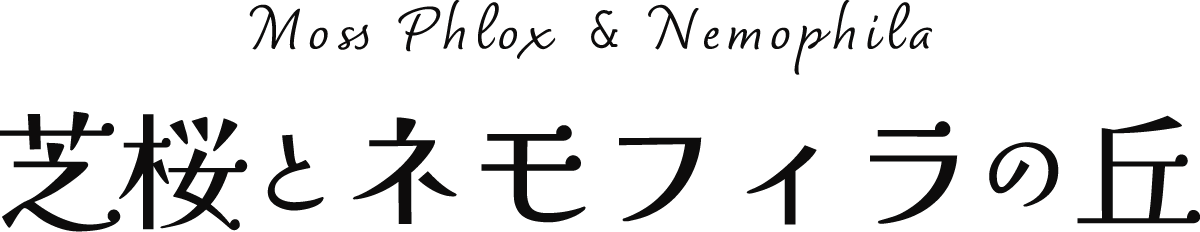 芝桜とネモフィラの丘