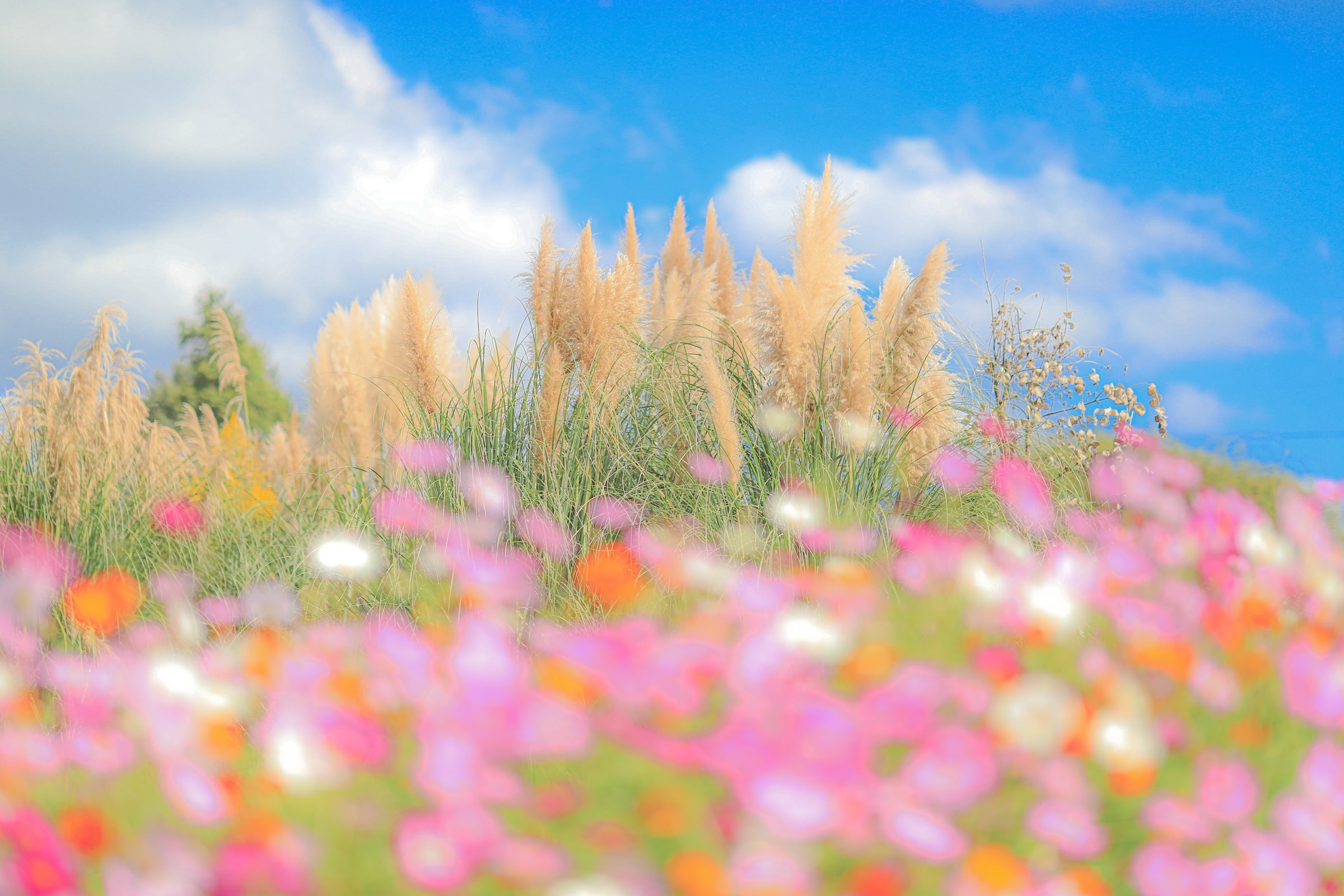 ローズ＆フラワーガーデンの開花状況