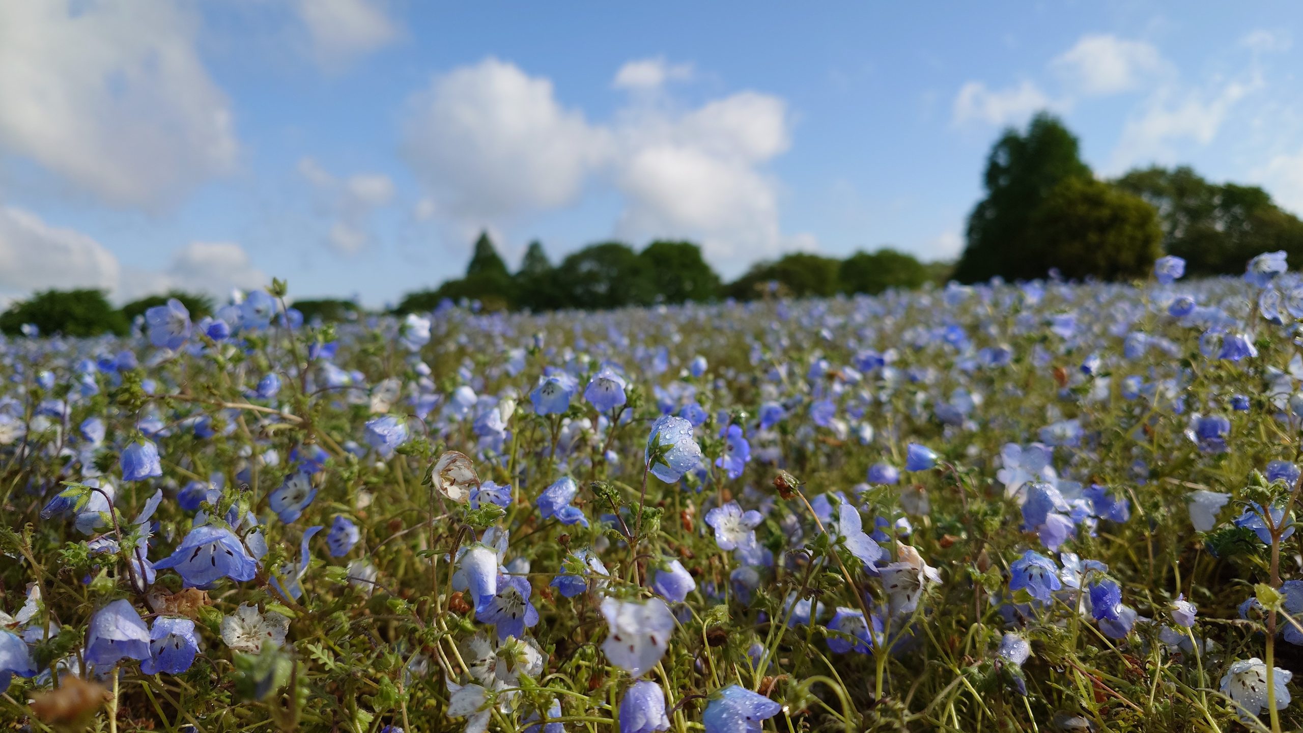 芝桜とネモフィラの開花状況