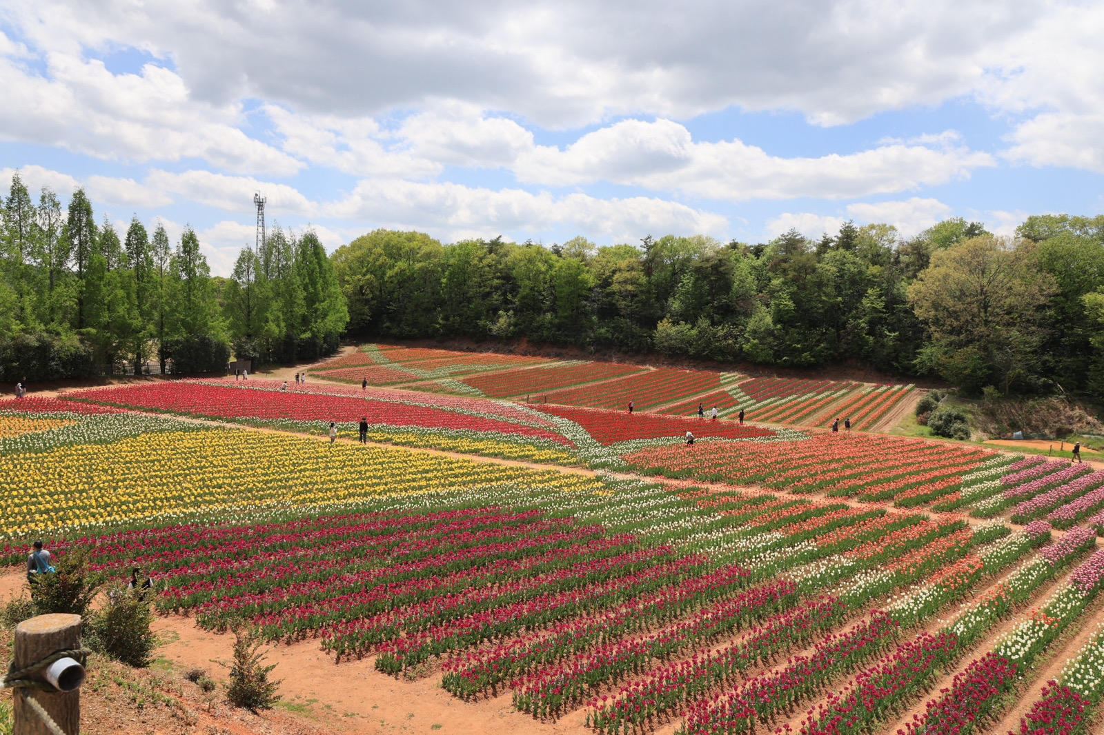 チューリップの開花状況