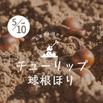 【5月10日】チューリップ球根ほりと開園延長　《世羅高原農場》